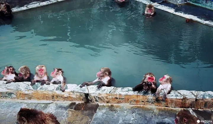 Hakodate Snow Monkeys - Say hello to the city's happy bathing monkeys