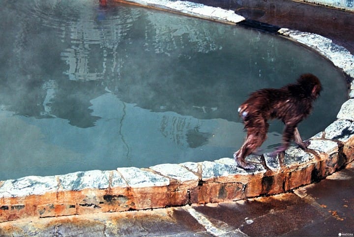 Hakodate Snow Monkeys - Say hello to the city's happy bathing monkeys