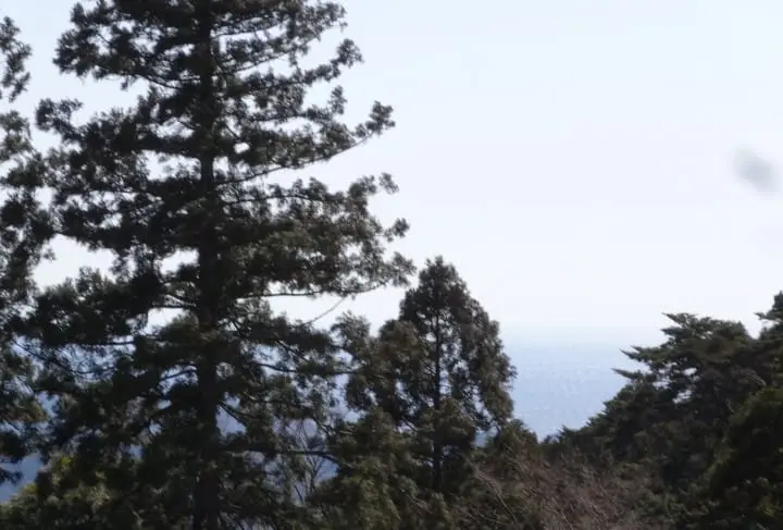 Seichoji and Tanjoji Temples: Visit two beautiful temples and learn the origin of Nichiren Buddhist