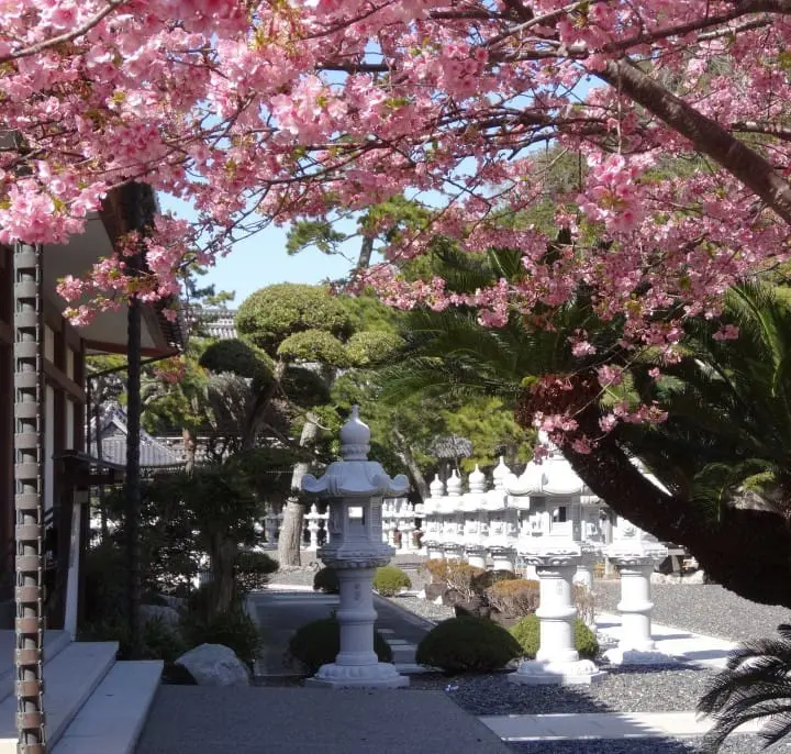 Seichoji and Tanjoji Temples: Visit two beautiful temples and learn the origin of Nichiren Buddhist