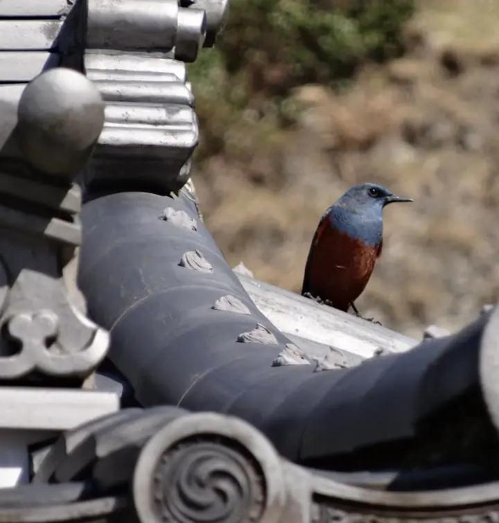 Seichoji and Tanjoji Temples: Visit two beautiful temples and learn the origin of Nichiren Buddhist