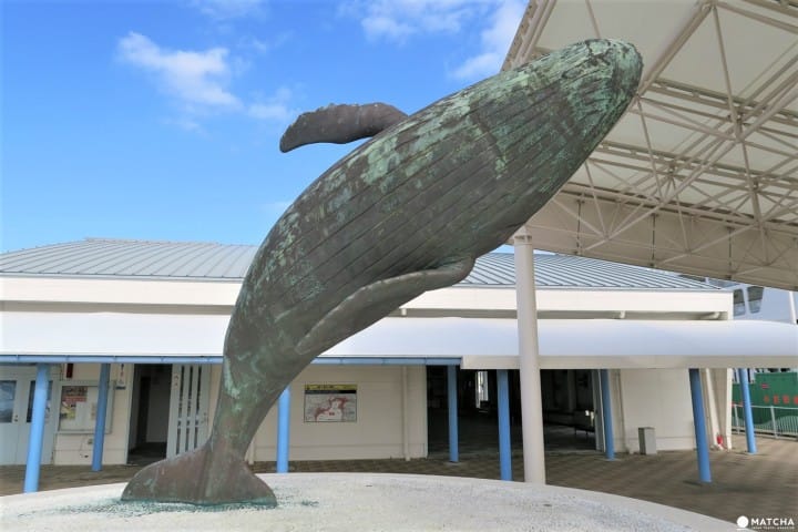 【東京都】ユネスコ世界自然遺産・小笠原「父島」の移動方法