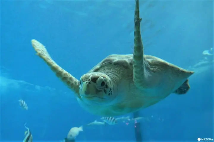 世界自然遺産・小笠原「父島」の歩いてまわれるスポット