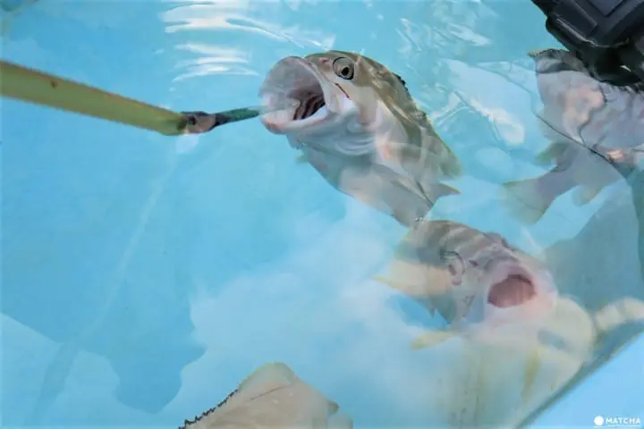 世界自然遺産・小笠原「父島」の歩いてまわれるスポット