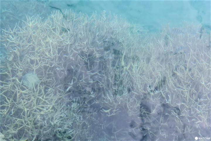 世界自然遺産・小笠原「父島」の歩いてまわれるスポット