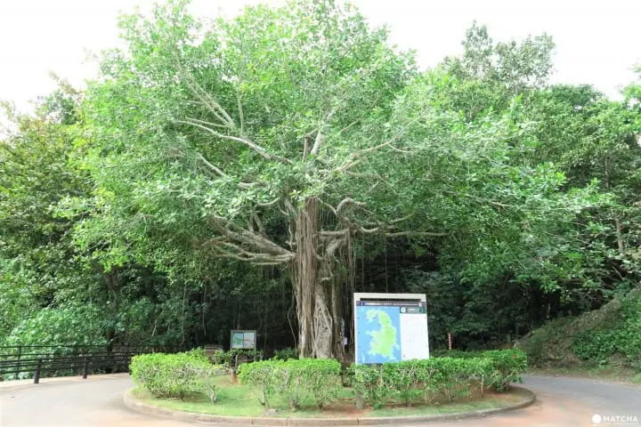 世界自然遺産・小笠原「父島」の驚くほど美しいビーチ8選