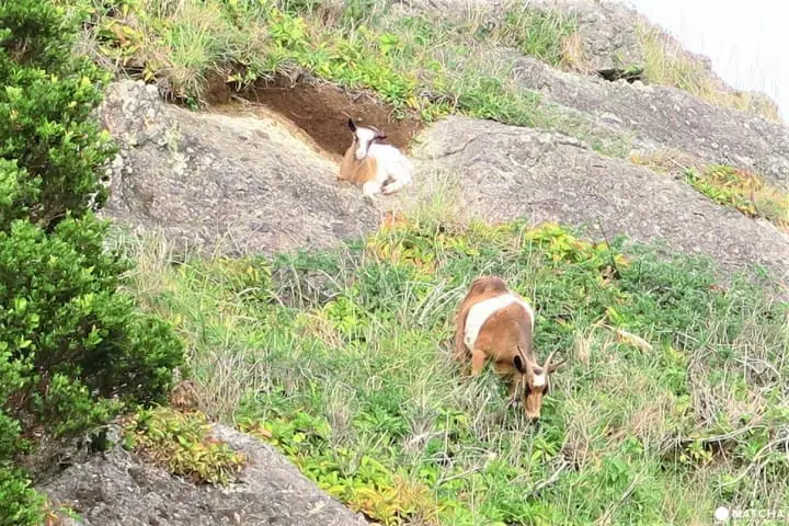 世界自然遺産・小笠原「父島」で見られる展望台からの絶景