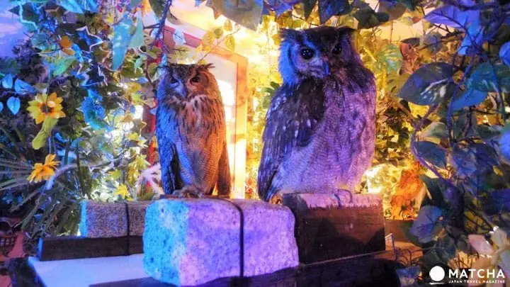 不再只是宅男限定，秋葉原也有少女玩法