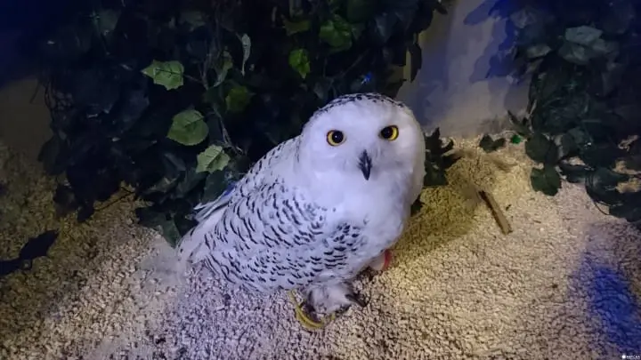 不再只是宅男限定，秋葉原也有少女玩法