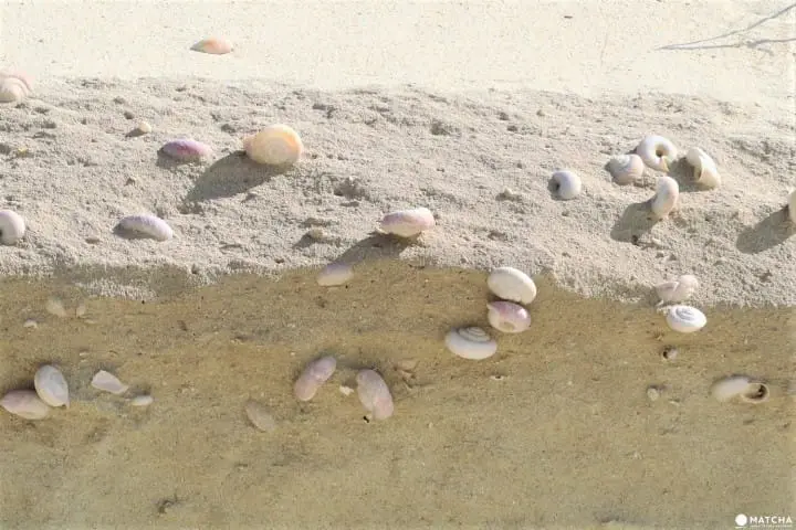 世界自然遺産・小笠原「父島」で絶対体験したいアクティビティ