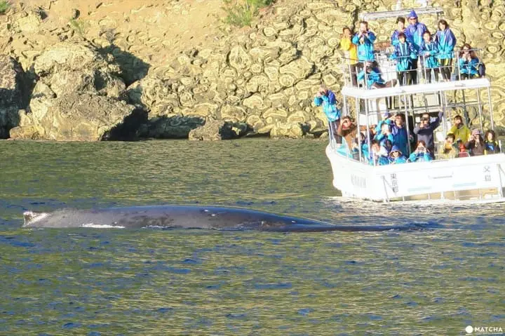 世界自然遺産・小笠原「父島」で絶対体験したいアクティビティ