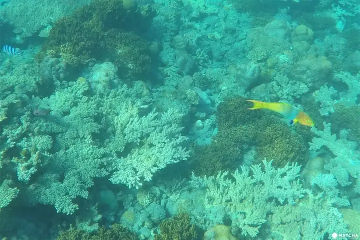 世界自然遺産・小笠原「父島」で絶対体験したいアクティビティ