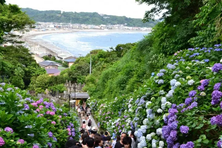 每一站都想下车打卡！江之电真正该拍的景点