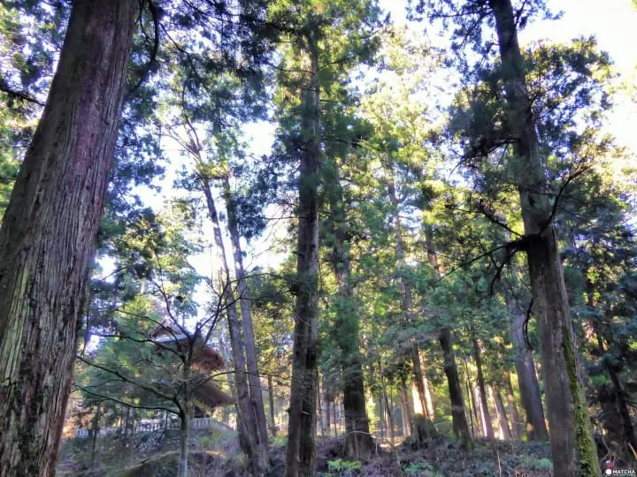 日本 寺 神奈川県 自然 杉