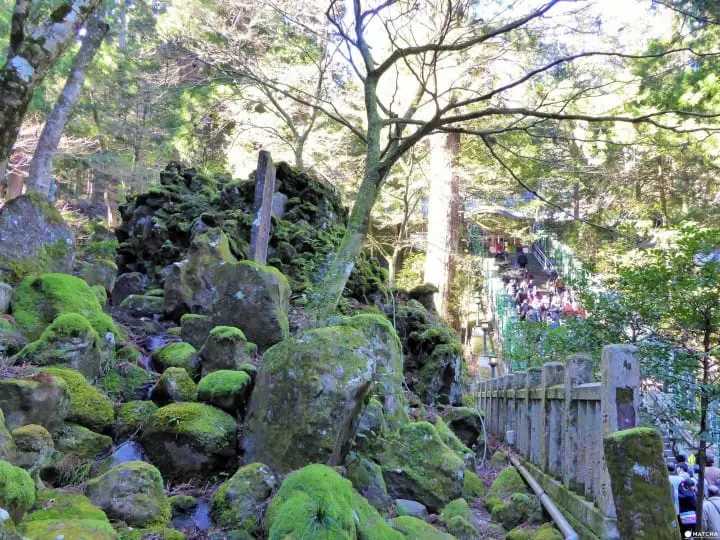 日本 寺 神奈川県 自然 苔