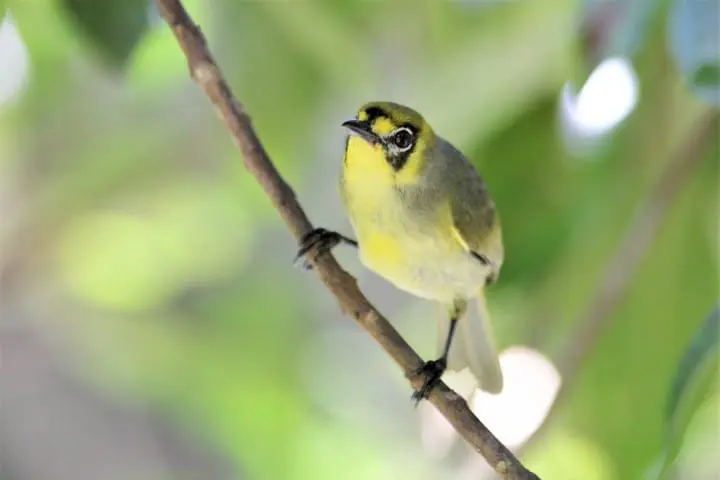 【東京都】世界自然遺産・小笠原「母島」の基本情報