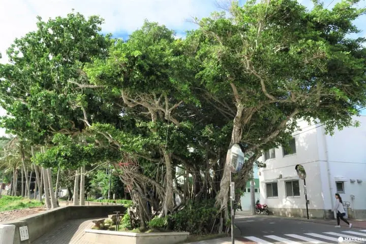世界自然遺産・小笠原「母島」沖港周辺の歩いて回れるスポットまとめ