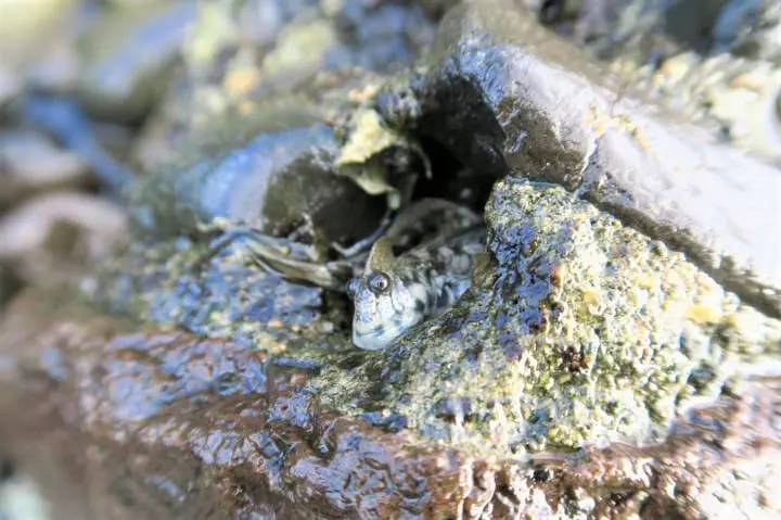 【下書き】世界自然遺産・小笠原最南端の有人島「母島」に残る歴史と自然のスポット