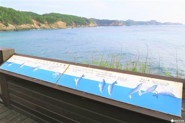 【下书き】世界自然遗产・小笠原最南端の有人岛「母岛」に残る歴史と自然のスポット