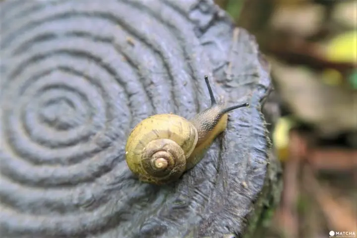 【下書き】世界自然遺産・小笠原最南端の有人島「母島」に残る歴史と自然のスポット