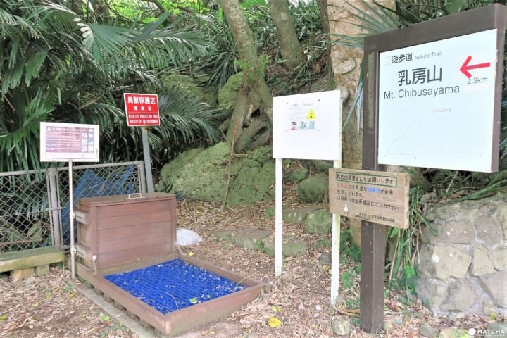【完成】世界自然遺産・小笠原の自然に触れる「母島」乳房山でトレッキング