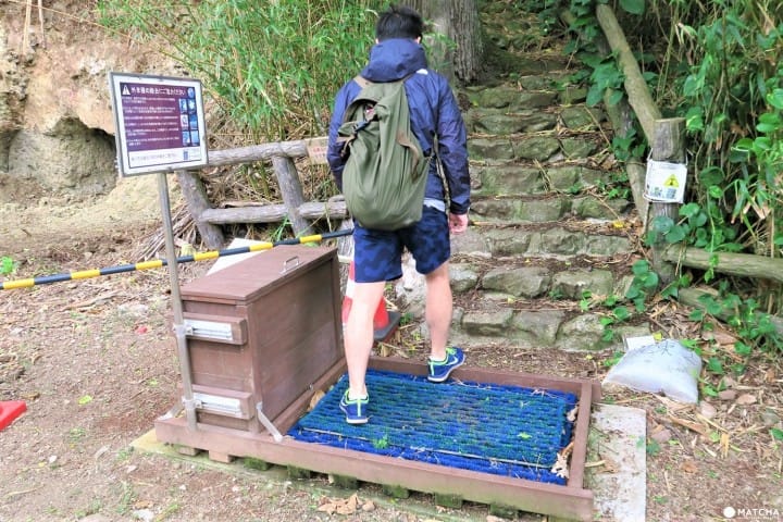 【完成】世界自然遺産・小笠原の自然に触れる「母島」乳房山でトレッキング