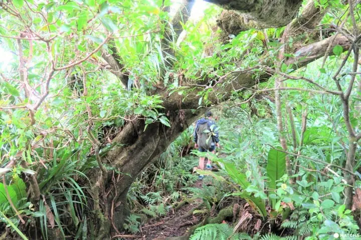 【完成】世界自然遺産・小笠原の自然に觸れる「母島」乳房山でトレッキング