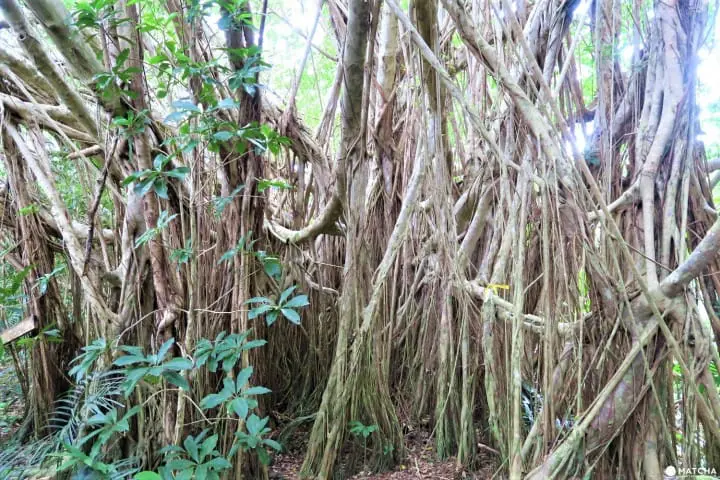 【完成】世界自然遺産・小笠原の自然に觸れる「母島」乳房山でトレッキング