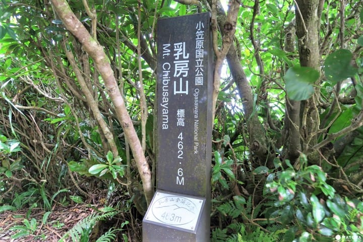 【完成】世界自然遺産・小笠原の自然に触れる「母島」乳房山でトレッキング