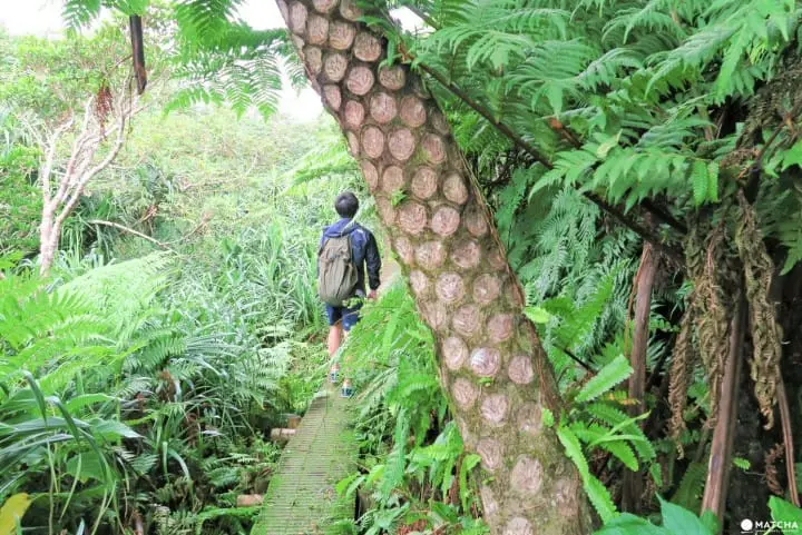 【完成】世界自然遺産・小笠原の自然に觸れる「母島」乳房山でトレッキング