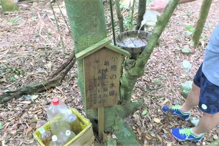 【完成】世界自然遺産・小笠原の自然に觸れる「母島」乳房山でトレッキング