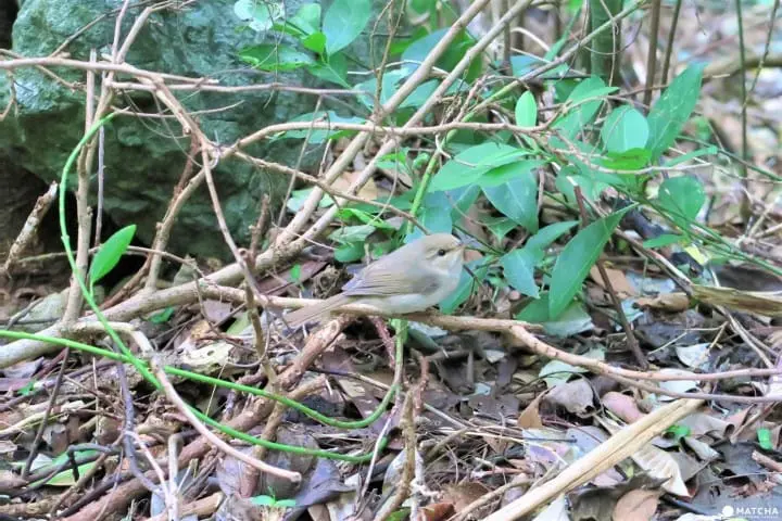 【完成】世界自然遺産・小笠原の自然に觸れる「母島」乳房山でトレッキング