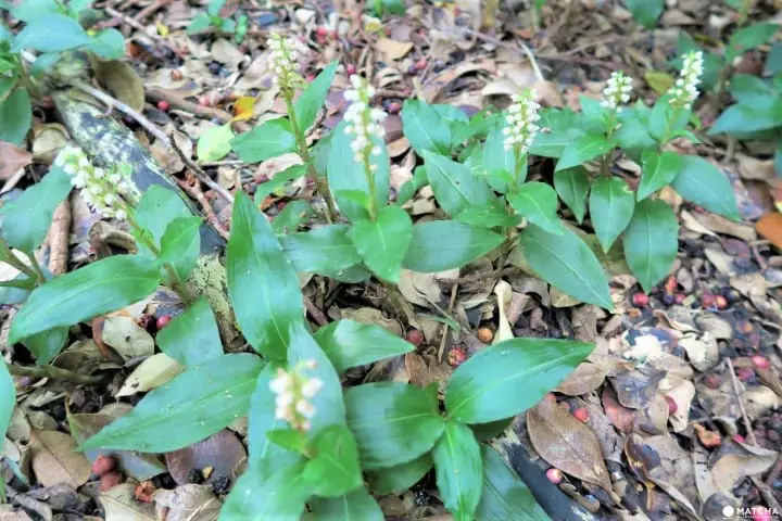 【完成】世界自然遺産・小笠原の自然に觸れる「母島」乳房山でトレッキング