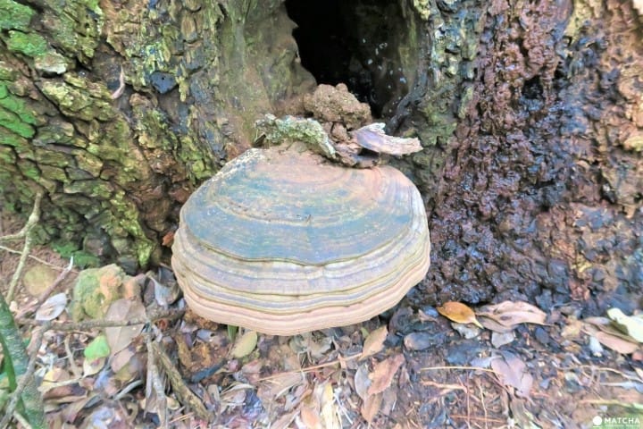 【完成】世界自然遺産・小笠原の自然に触れる「母島」乳房山でトレッキング
