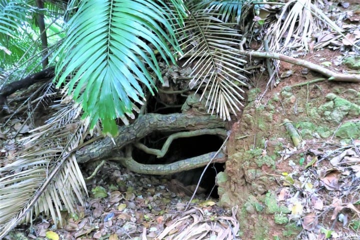 【完成】世界自然遺産・小笠原の自然に触れる「母島」乳房山でトレッキング