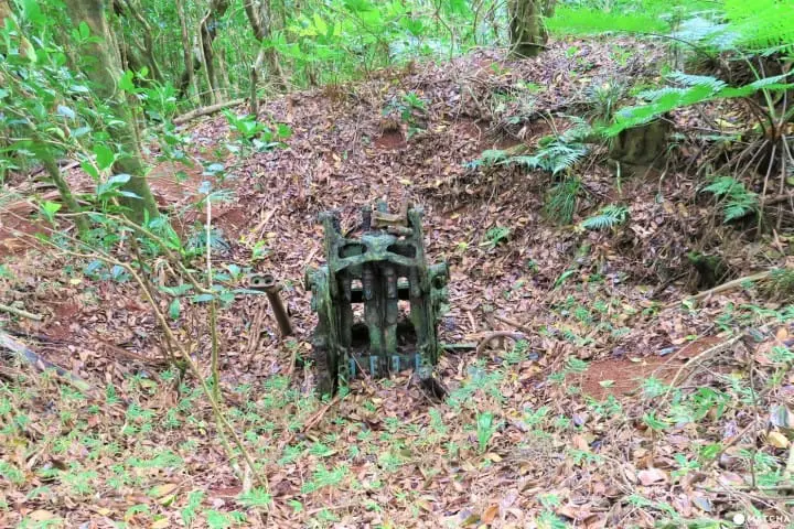 【完成】世界自然遺産・小笠原の自然に觸れる「母島」乳房山でトレッキング