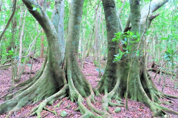 【完成】世界自然遺産・小笠原の自然に触れる「母島」乳房山でトレッキング