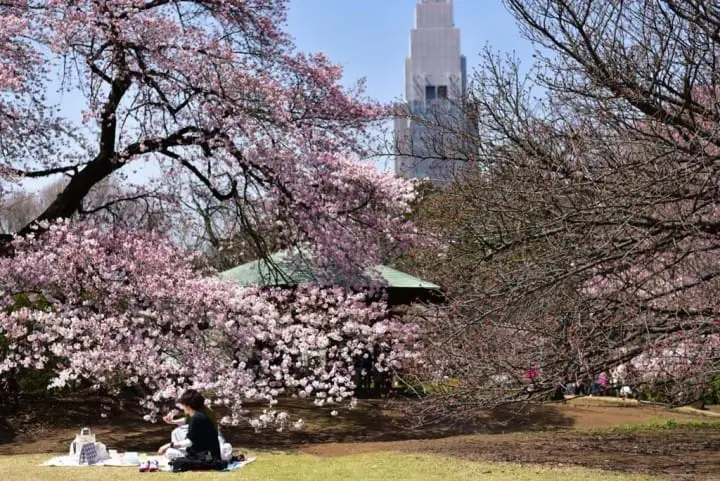 只见在地人不用人挤人的东京私房赏樱景点五选