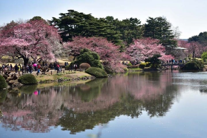 只見在地人不用人擠人的東京私房賞櫻景點五選