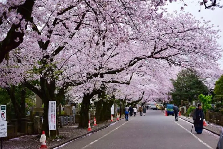 只見在地人不用人擠人的東京私房賞櫻景點五選