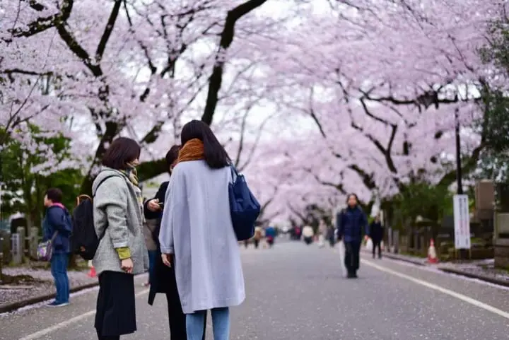 只見在地人不用人擠人的東京私房賞櫻景點五選