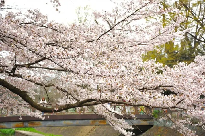 只見在地人不用人擠人的東京私房賞櫻景點五選