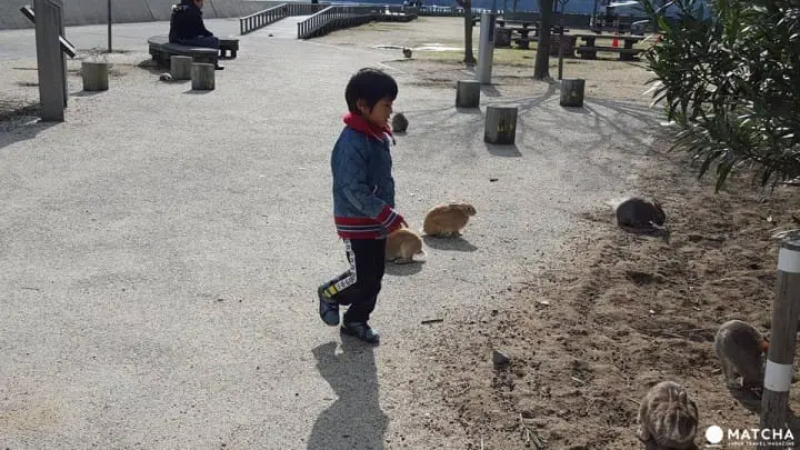 廣島-想被萌萌的兔子們包圍嗎?千萬別錯過了「大久野島」