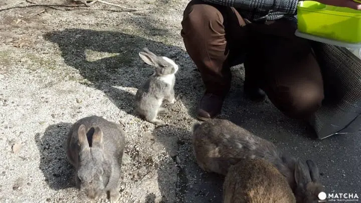 廣島-想被萌萌的兔子們包圍嗎?千萬別錯過了「大久野島」