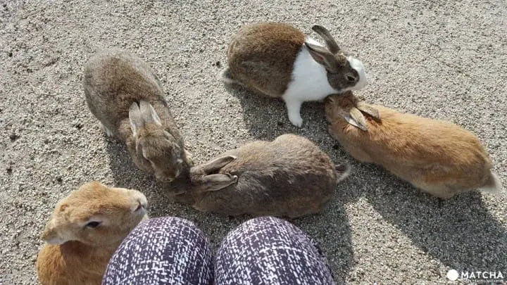 廣島-想被萌萌的兔子們包圍嗎?千萬別錯過了「大久野島」