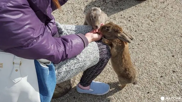 廣島-想被萌萌的兔子們包圍嗎?千萬別錯過了「大久野島」