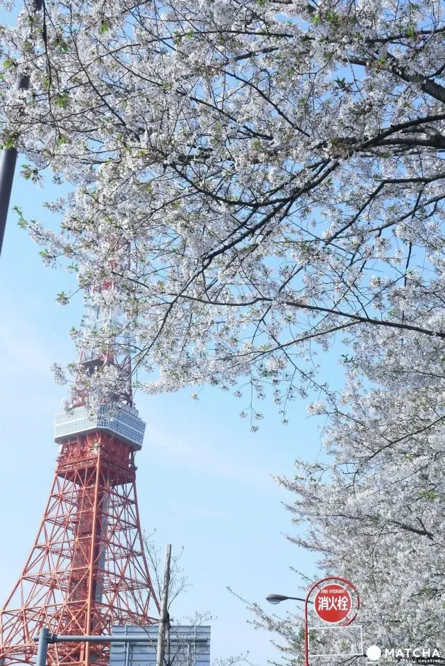 只見在地人不用人擠人的東京私房賞櫻景點五選