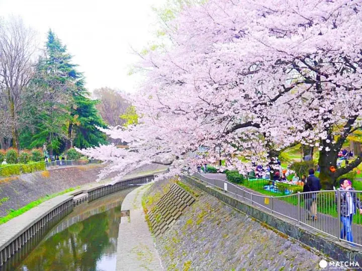 只見在地人不用人擠人的東京私房賞櫻景點五選