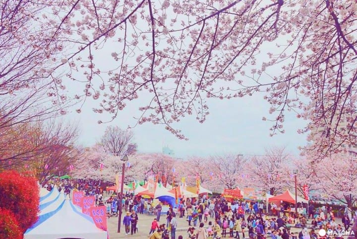 只見在地人不用人擠人的東京私房賞櫻景點五選