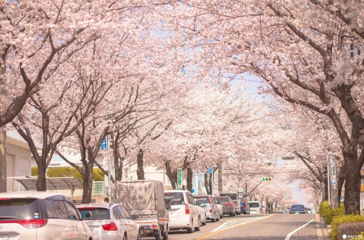 只見在地人不用人擠人的東京私房賞櫻景點9選